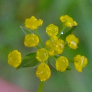 Photographie n°319754 du taxon Bupleurum falcatum L. [1753]