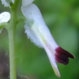 Photographie n°319760 du taxon Fumaria capreolata L. [1753]