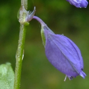 Photographie n°319783 du taxon Polygala vulgaris L. [1753]