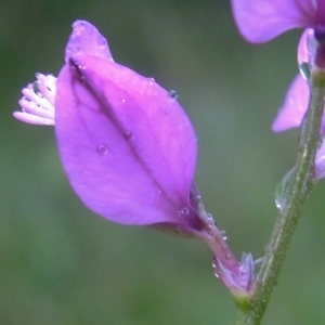 Photographie n°319787 du taxon Polygala vulgaris L. [1753]