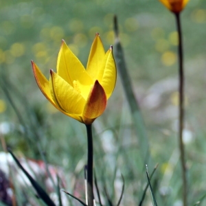 Photographie n°319853 du taxon Tulipa sylvestris subsp. australis (Link) Pamp. [1914]