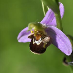 Photographie n°319854 du taxon Ophrys apifera var. apifera