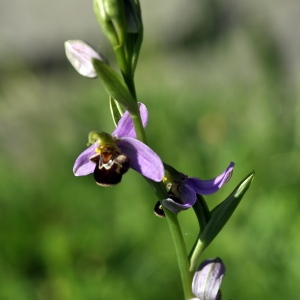 Photographie n°319855 du taxon Ophrys apifera var. apifera