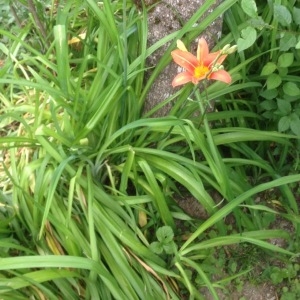 Photographie n°319869 du taxon Hemerocallis fulva (L.) L. [1762]