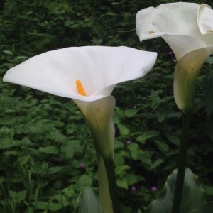 Photographie n°319871 du taxon Zantedeschia aethiopica (L.) Spreng. [1826]