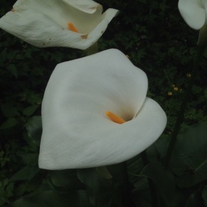 Photographie n°319872 du taxon Zantedeschia aethiopica (L.) Spreng. [1826]