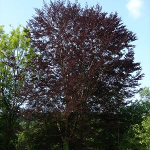 Photographie n°319890 du taxon Fagus sylvatica f. purpurea (Aiton) C.K.Schneid. [1904]