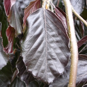 Fagus sylvatica var. sylvatica cv. Purpureopendula 