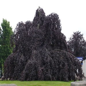 Photographie n°319956 du taxon Fagus sylvatica 'Purpureopendula'