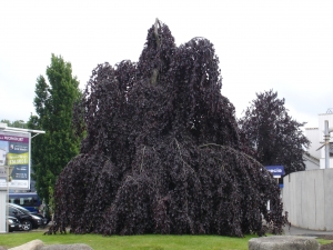 Arnaud MUTUEL, le 25 mai 2015 (Montbéliard)