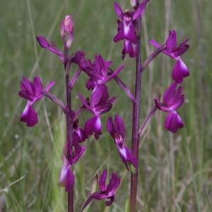 Photographie n°320121 du taxon Orchis laxiflora Lam.