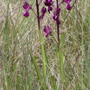 Photographie n°320125 du taxon Orchis laxiflora Lam.