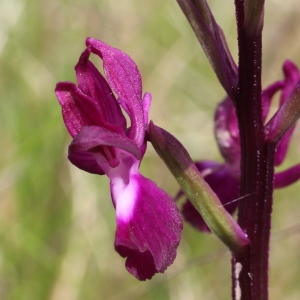 Photographie n°320126 du taxon Orchis laxiflora Lam.