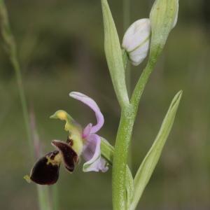 Photographie n°320132 du taxon Ophrys scolopax subsp. scolopax