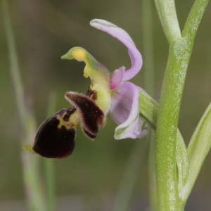 Photographie n°320133 du taxon Ophrys scolopax subsp. scolopax