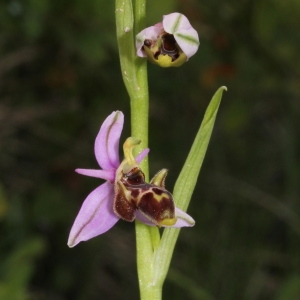 Photographie n°320135 du taxon Ophrys scolopax subsp. scolopax