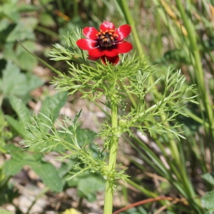 Photographie n°320141 du taxon Adonis annua L.