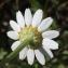  Marie  Portas - Anthemis arvensis L.