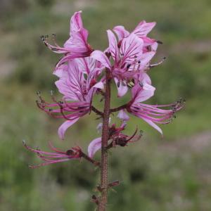 Photographie n°320152 du taxon Dictamnus albus L.