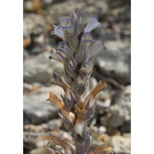 Orobanche mariana A.Pujadas (Orobanche du romarin)