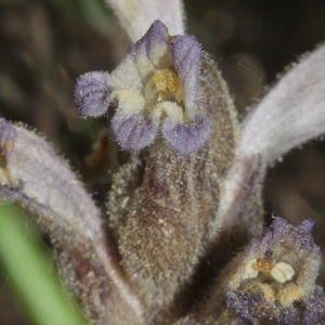 Photographie n°320165 du taxon Phelipanche rosmarina (Beck) Banfi, Galasso & Soldano