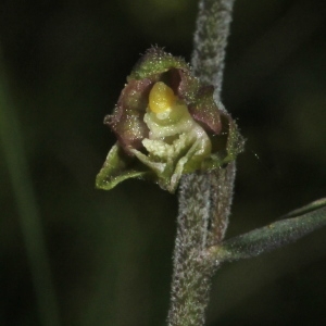 Epipactis microphylla (Ehrh.) Sw. (Épipactis à petites feuilles)