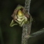  Marie  Portas - Epipactis microphylla (Ehrh.) Sw.