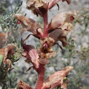 Photographie n°320189 du taxon Orobanche alba Stephan ex Willd. [1800]