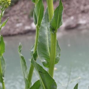 Photographie n°320198 du taxon Senecio doria L.