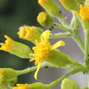 Photographie n°320199 du taxon Senecio doria L.