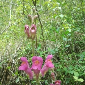 Photographie n°320236 du taxon Antirrhinum majus L. [1753]