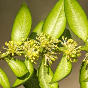 Photographie n°320258 du taxon Buxus sempervirens L. [1753]