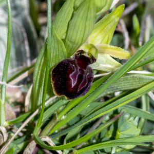 Photographie n°320263 du taxon Ophrys exaltata Ten. [1819]