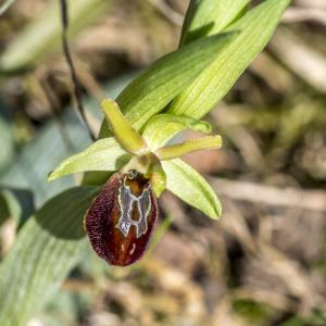 Photographie n°320264 du taxon Ophrys exaltata Ten. [1819]