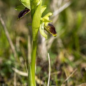 Photographie n°320265 du taxon Ophrys exaltata Ten. [1819]