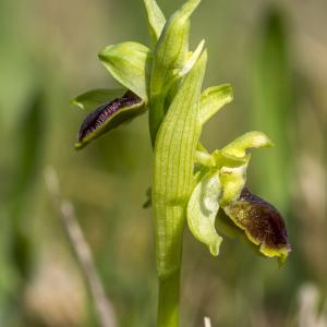 Photographie n°320266 du taxon Ophrys exaltata Ten. [1819]