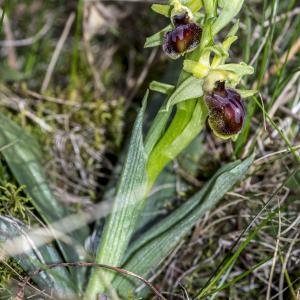 Photographie n°320267 du taxon Ophrys exaltata Ten. [1819]