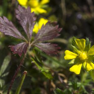 Photographie n°320268 du taxon Potentilla verna L. [1753]