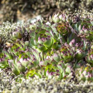 Photographie n°320273 du taxon Sempervivum tectorum L. [1753]