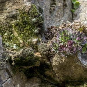 Photographie n°320274 du taxon Sempervivum tectorum L. [1753]