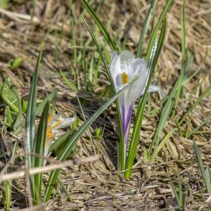 Photographie n°320275 du taxon Crocus vernus (L.) Hill [1765]