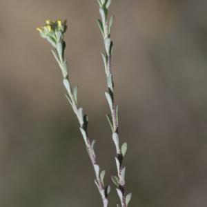 Photographie n°320285 du taxon Alyssum alyssoides (L.) L. [1759]