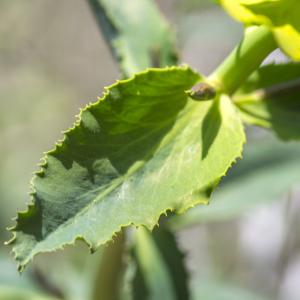 Photographie n°320293 du taxon Euphorbia serrata L. [1753]