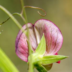 Photographie n°320311 du taxon Lathyrus cicera L. [1753]