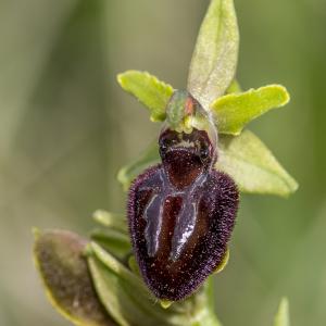 Photographie n°320313 du taxon Ophrys exaltata Ten. [1819]