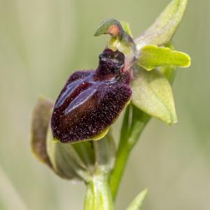 Photographie n°320314 du taxon Ophrys exaltata Ten. [1819]
