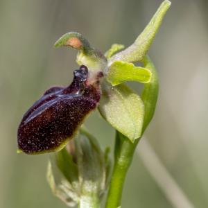 Photographie n°320315 du taxon Ophrys exaltata Ten. [1819]