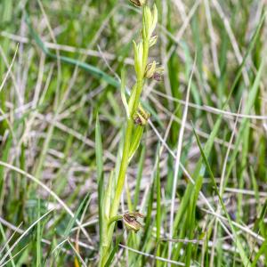 Photographie n°320316 du taxon Ophrys exaltata Ten. [1819]