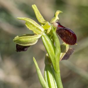 Photographie n°320317 du taxon Ophrys exaltata Ten. [1819]