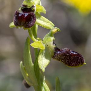Photographie n°320318 du taxon Ophrys exaltata Ten. [1819]